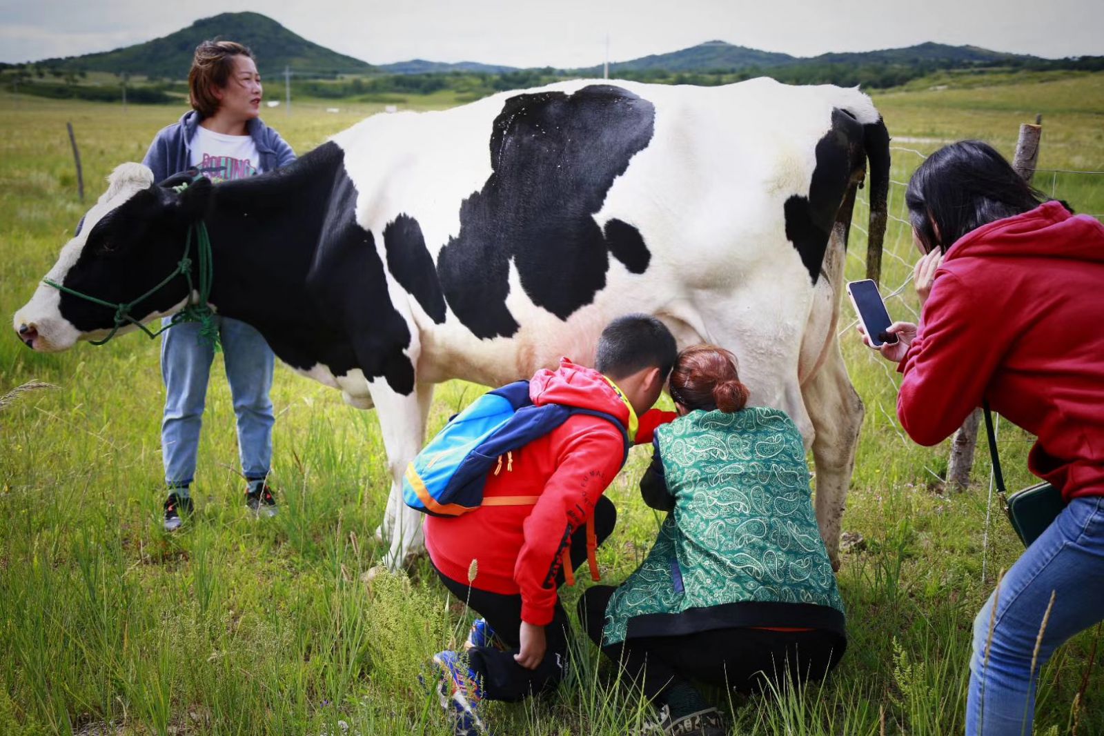 住在内蒙古草原蒙古包，早晨5点看牧民挤奶_阿妈