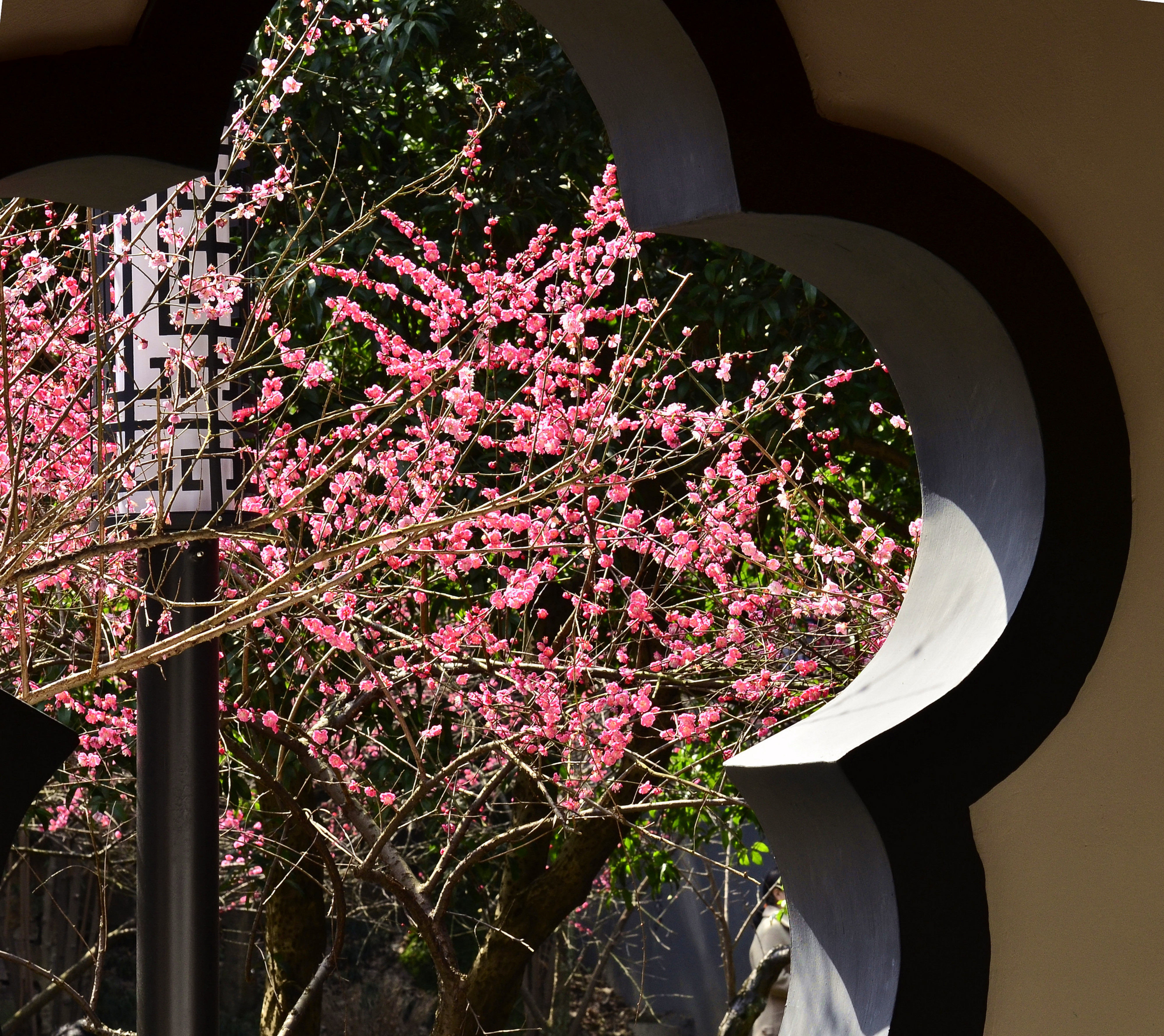 【春天花事】(1日）十里梅花香雪海、超山赏梅，徒步塘超小径、逛塘栖古镇