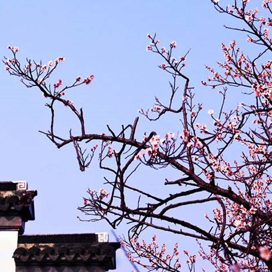 【春天花事】（1日）西山林屋洞赏梅， 徒步缥缈峰——趣。苏州
