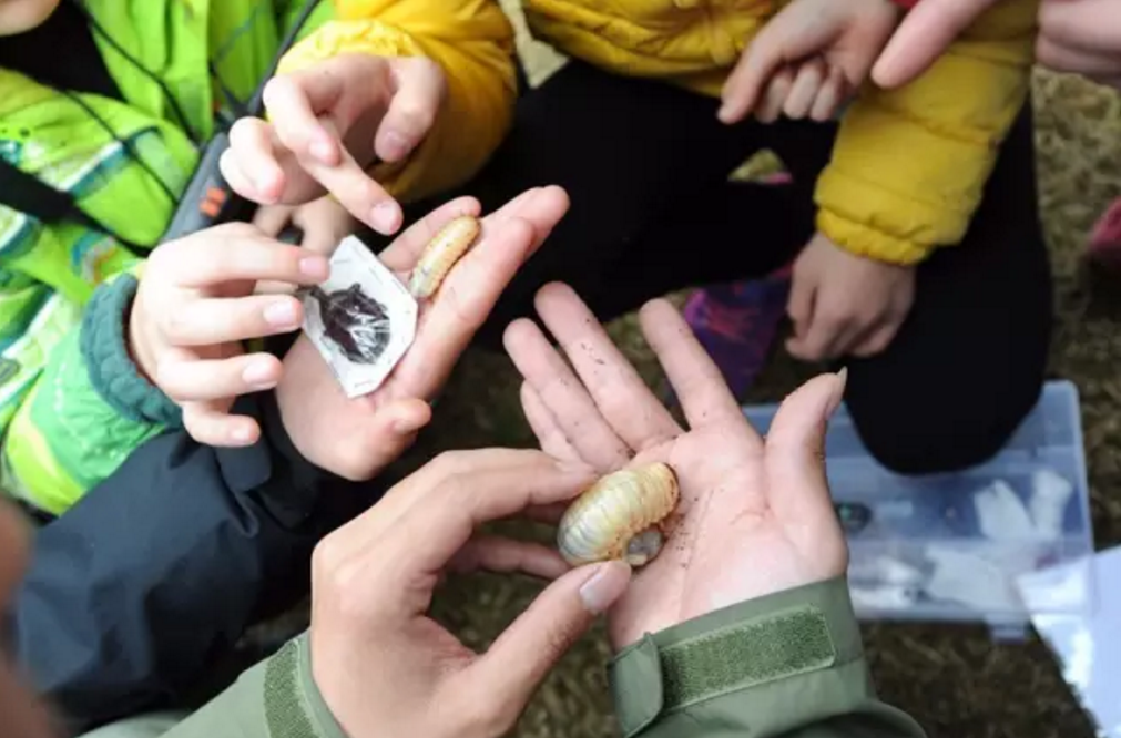 【自然博物I上海半日】摸虫子！认野花！走进春天、重拾野趣、惊叫连连！——二十四节气周日课堂—惊蛰（上午场）
