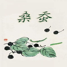 抽丝剥茧  蚕茧