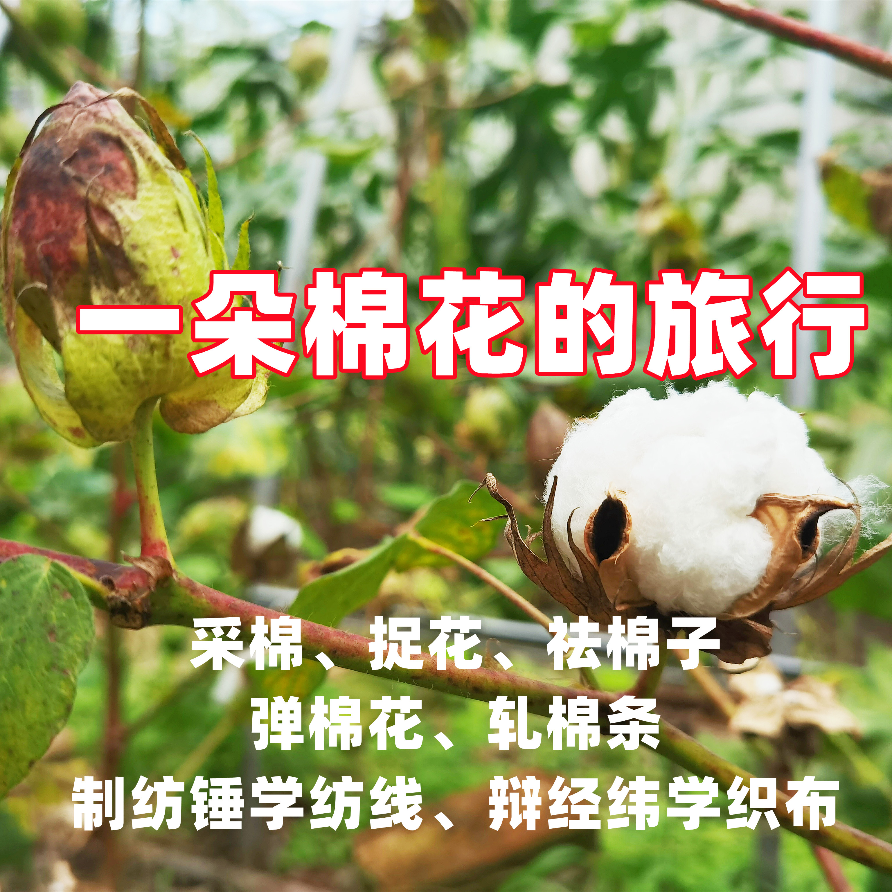 【自然之家|中秋国庆】采棉、捉花、祛棉子、弹棉花、轧棉条、制纺锤学纺线、辩经纬学织布——一朵棉花的旅行（自驾/金山）