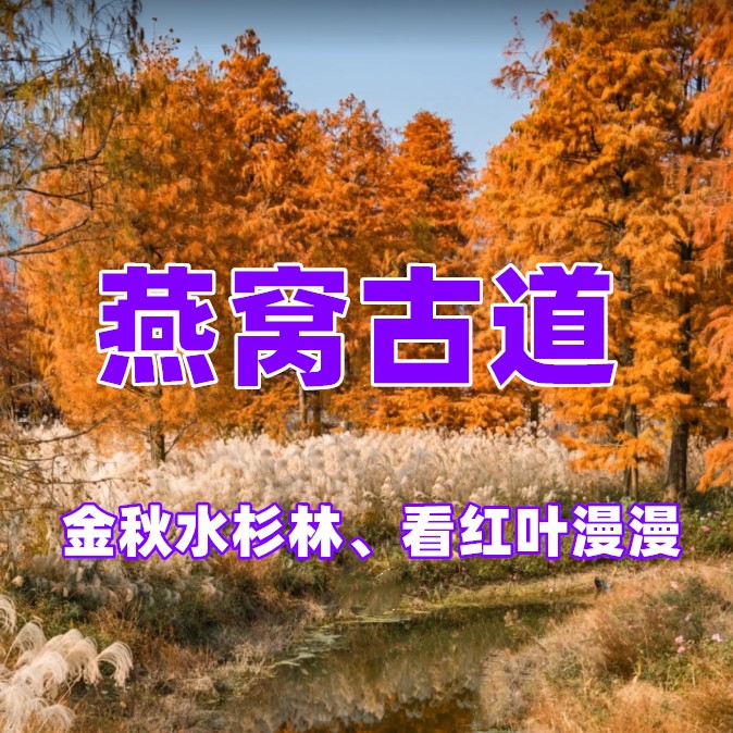 【周末一日I余姚燕窝古道】古道探幽、赏金秋水杉林、看红叶漫漫、徒步燕窝古道