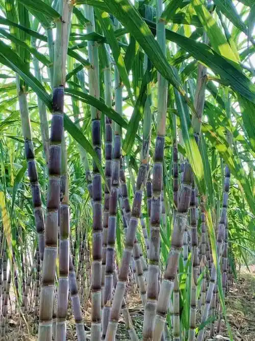 【自然之家半日】甜蜜大追踪