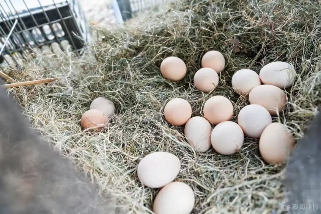 【自然之家半日】元气满满趣闯关