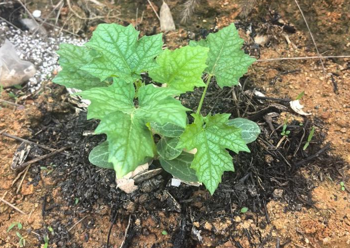 和丝瓜交个朋友